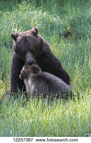 Grizzly bear (Ursus horribilus) feeding her cubs in the sedge grass, Khutzymateen Bear Sanctuary; British Columbia, Canada View Large Photo Image Stock Photo - Grizzly bear (Ursus horribilus) feeding her cubs in the sedge grass, Khutzymateen Bear Sanctuary; British Columbia, Canada. Fotosearch