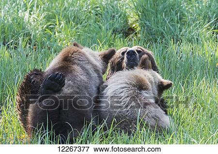 Stock Photo - Grizzly bear (Ursus horribilus) feeding her cubs in the sedge grass, Khutzymateen Bear Sanctuary; British Columbia, Canada. Fotosearch