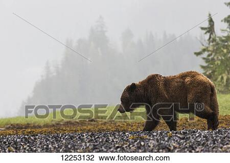 Grizzly bear walking on shore of Khutzymateen Grizzly Bear Sanctuary; Prince Rupert, British Columbia, Canada View Large Photo Image Stock Image - Grizzly bear walking on shore of Khutzymateen Grizzly Bear Sanctuary; Prince Rupert, British Columbia, Canada. Fotosearch