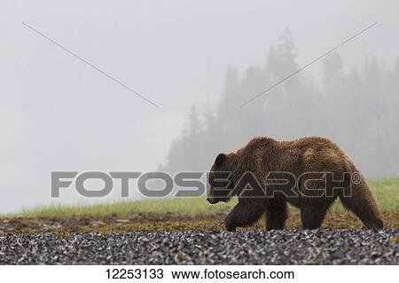 Grizzly bear walking on shore of Khutzymateen Grizzly Bear Sanctuary; Prince Rupert, British Columbia, Canada View Large Photo Image Stock Image - Grizzly bear walking on shore of Khutzymateen Grizzly Bear Sanctuary; Prince Rupert, British Columbia, Canada. Fotosearch