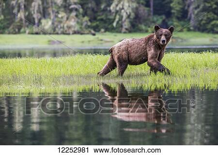 Stock Image - Grizzly bear walking through sedge grass at Khutzymateen Grizzly Bear Sanctuary; British Columbia, Canada. Fotosearch