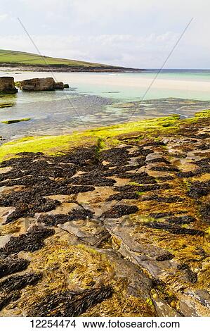 Grobust Beach; Orkney, Scotland View Large Photo Image Picture - Grobust Beach; Orkney, Scotland. Fotosearch