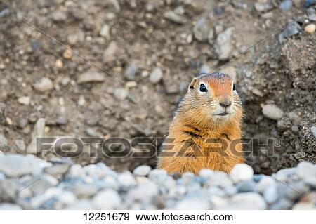 Ground squirrel (Urocitellus parryii) looking out of his hole; Deadhorse, Alaska, United States of America View Large Photo Image Stock Photo - Ground squirrel (Urocitellus parryii) looking out of his hole; Deadhorse, Alaska, United States of America. Fotosearch