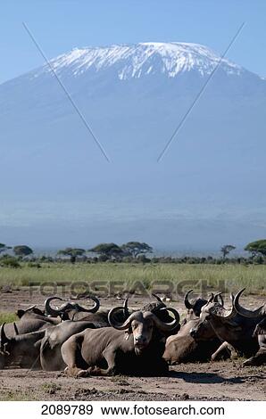Stock Photo - Group Of Cape Buffaloes, Mt Kilimanjaro, Kenya. Fotosearch
