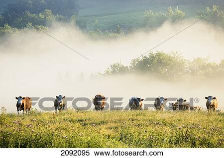 Stock Photography - Group Of Cows In The Fog; Chesterville Quebec Canada. Fotosearch