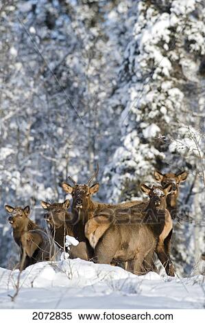 Group Of Elk In Winter, Near Whitehorse, Yukon, Canada View Large Photo Image Stock Photography - Group Of Elk In Winter, Near Whitehorse, Yukon, Canada. Fotosearch