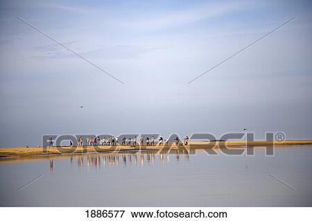 Stock Photo - Group Of Fishermen Pulling Nets Ashore. Fotosearch