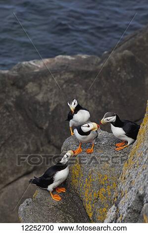 Group of Horned puffins (Fratercula corniculata) perched on a boulder with the ocean in the background, Walrus Islands State Game Sanctuary, Round Island, Bristol Bay, Southwestern Alaska View Large Photo Image Stock Image - Group of Horned puffins (Fratercula corniculata) perched on a boulder with the ocean in the background, Walrus Islands State Game Sanctuary, Round Island, Bristol Bay, Southwestern Alaska. Fotosearch
