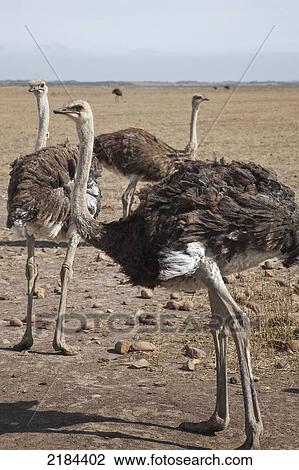 Group Of Ostriches On Desert; South Africa View Large Photo Image Stock Image - Group Of Ostriches On Desert; South Africa. Fotosearch