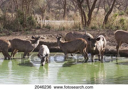 Stock Photograph - Group Of Sambar Deer At A Watering Hole, Sariska National Park, Rajasthan, India. Fotosearch