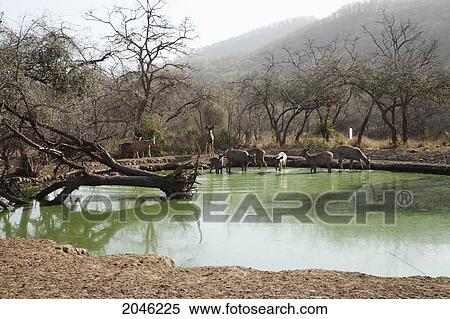 Stock Photography - Group Of Sambar Deer At A Watering Hole, Sariska National Park, Rajasthan, India. Fotosearch