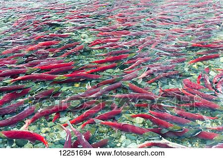 Group of sockeye salmon in shallow water; Paxson, Alaska, United States of America View Large Photo Image Picture - Group of sockeye salmon in shallow water; Paxson, Alaska, United States of America. Fotosearch