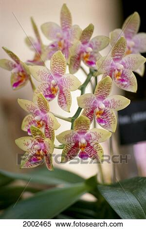 Stock Photography - Group Of White Dendrobium Orchids With Pink Centers On Plant. Fotosearch