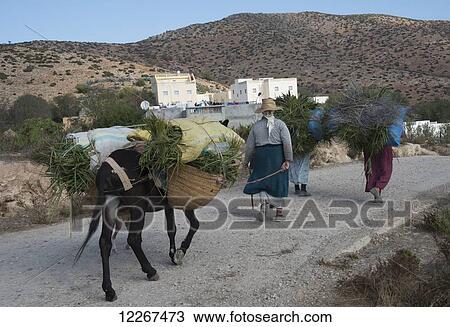 Stock Image - Group of women returning home after day's work in the field; Taza, Morocco. Fotosearch