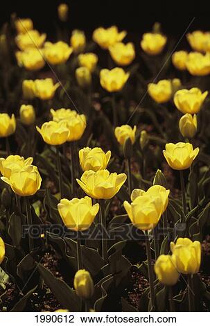 Stock Image - Group Of Yellow Tulips Growing In A Field. Fotosearch