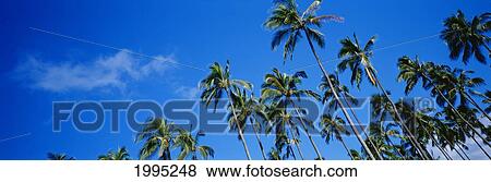 Stock Photo - Grove Of Palm Trees, Bright Blue Sky, Angled View, Panoramic. Fotosearch