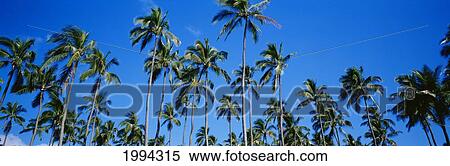 Grove Of Palm Trees, Bright Blue Sky, Panoramic View Large Photo Image Stock Photography - Grove Of Palm Trees, Bright Blue Sky, Panoramic. Fotosearch