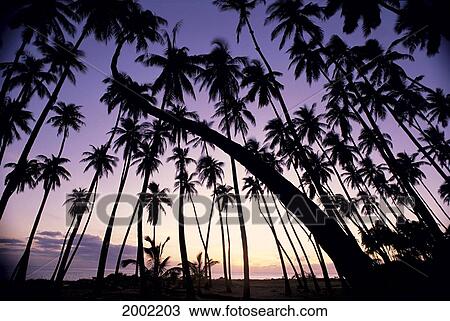 Grove Of Palms Silhouetted At Sunset, Lavender Pink And Yellow Sky, Ocean In Background View Large Photo Image Stock Image - Grove Of Palms Silhouetted At Sunset, Lavender Pink And Yellow Sky, Ocean In Background. Fotosearch