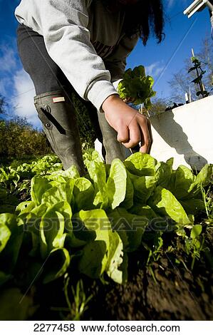 Growing and harvesting lettuce; Devon, England View Large Photo Image Stock Photo - Growing and harvesting lettuce; Devon, England. Fotosearch