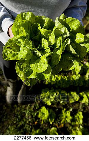 Stock Photograph - Growing and harvesting lettuce; Devon, England. Fotosearch