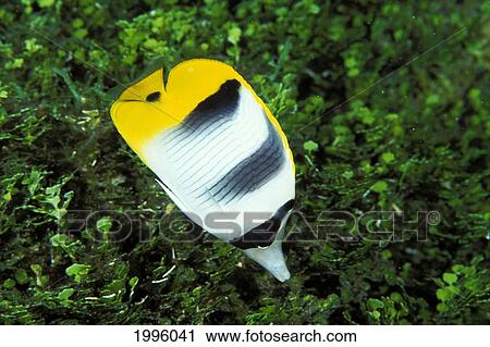Guam, Pacific Double-Saddle Butterfly Fish (Chaetodon Ulietensis) Close-Up View Large Photo Image Stock Image - Guam, Pacific Double-Saddle Butterfly Fish (Chaetodon Ulietensis) Close-Up. Fotosearch