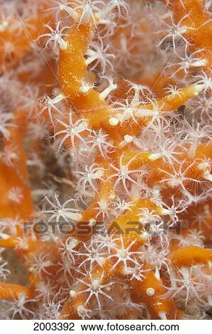 Stock Image - Guam, Truk Lagoon, Sponge Covered Gorgonian Coral, Orange With White Polyps. Fotosearch