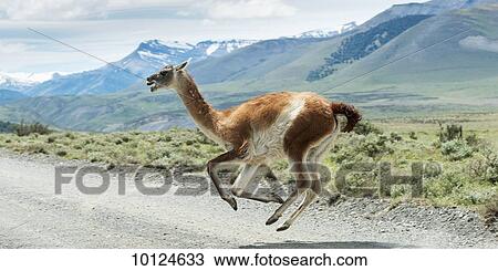 Guanaco (Lama guanicoe) running across a road with mountains in the distance, Torres del Paine National Park; Torres del Paine, Magallanes and Antartica Chilena Region, Chile View Large Photo Image Stock Image - Guanaco (Lama guanicoe) running across a road with mountains in the distance, Torres del Paine National Park; Torres del Paine, Magallanes and Antartica Chilena Region, Chile. Fotosearch