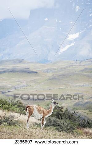 Stock Photo - Guanaco (Lama guanicoe), Torres del Paine National Park; Torres del Paine, Magallanes, Chile. Fotosearch