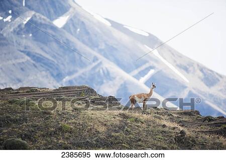 Stock Photography - Guanaco (Lama guanicoe), Torres del Paine National Park; Torres del Paine, Magallanes, Chile. Fotosearch