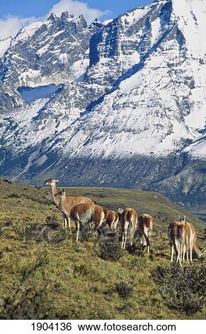 Stock Photograph - Guanacos Grazing, Torres Del Paine National Park, Patagonia, Chile.. Fotosearch