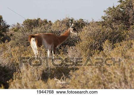 Stock Photo - Guanacos (Lama guanicoe), Peninsula Valdes, Chubut, Argentina. Fotosearch