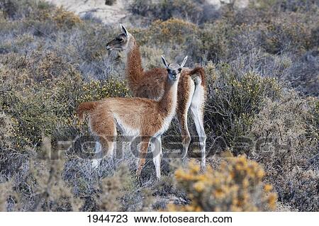Stock Image - Guanacos (Lama guanicoe), Punta Loma, Chubut, Argentina. Fotosearch
