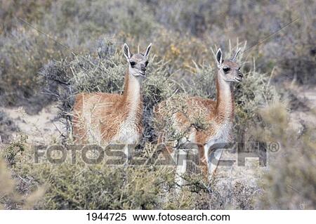 Guanacos (Lama guanicoe), Punta Loma, Chubut, Argentina View Large Photo Image Stock Photography - Guanacos (Lama guanicoe), Punta Loma, Chubut, Argentina. Fotosearch