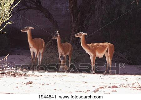 Stock Image - Guanacos (Lama guanicoe), Talampaya National Park, La Rioja, Argentina. Fotosearch