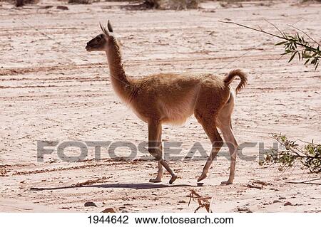 Stock Image - Guanacos (Lama guanicoe), Talampaya National Park, La Rioja, Argentina. Fotosearch