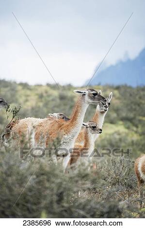 Stock Photograph - Guanacos (Lama guanicoe); Torres del Paine, Magallanes, Chile. Fotosearch