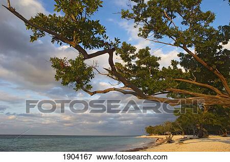 Stock Photo - Guardalavaca Beach, Holguin Province, Cuba. Fotosearch