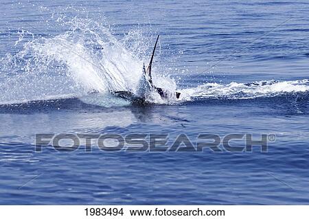 Picture - Guatemala, Marina Pez Vela, Sailfish Jumping.. Fotosearch