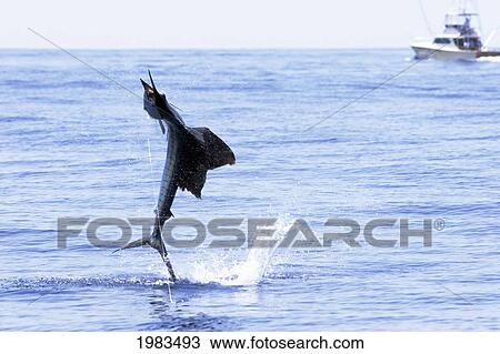 Stock Image - Guatemala, Marina Pez Vela, Sailfish Jumping.. Fotosearch
