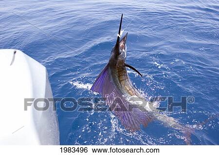 Stock Photograph - Guatemala, Marina Pez Vela, Sailfish Jumping.. Fotosearch
