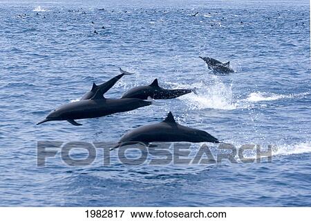 Stock Photo - Guatemala, Puerto Quetzal, Spinner Dolphins Jumping.. Fotosearch