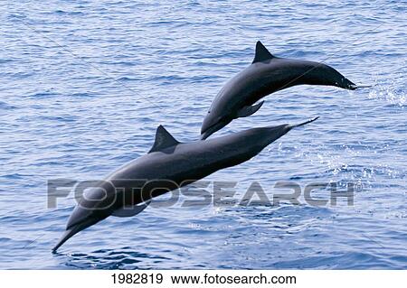 Stock Photo - Guatemala, Puerto Quetzal, Spinner Dolphins Jumping.. Fotosearch