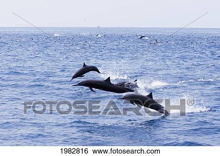 Guatemala, Puerto Quetzal, Spinner Dolphins Jumping. View Large Photo Image Stock Photograph - Guatemala, Puerto Quetzal, Spinner Dolphins Jumping.. Fotosearch