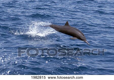 Stock Photography - Guatemala, Puerto Quetzal, Spinner Dolphin Jumping.. Fotosearch