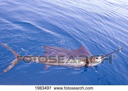 Guatemala, Sailfish at surface; Puerto Quetzal View Large Photo Image Stock Photo - Guatemala, Sailfish at surface; Puerto Quetzal. Fotosearch