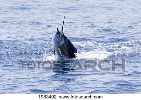 Guatemala, Sailfish jumping; Puerto Quetzal View Large Photo Image Stock Image - Guatemala, Sailfish jumping; Puerto Quetzal. Fotosearch