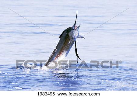 Stock Photography - Guatemala, Sailfish jumping; Puerto Quetzal. Fotosearch