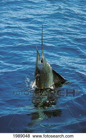 Guatemala, Sailfish Rises Out Of The Ocean. View Large Photo Image Stock Photo - Guatemala, Sailfish Rises Out Of The Ocean.. Fotosearch