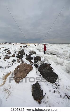 Guide And A Polar Bear On The Coast Of Hudson's Bay; Churchill Manitoba Canada View Large Photo Image Stock Photography - Guide And A Polar Bear On The Coast Of Hudson's Bay; Churchill Manitoba Canada. Fotosearch
