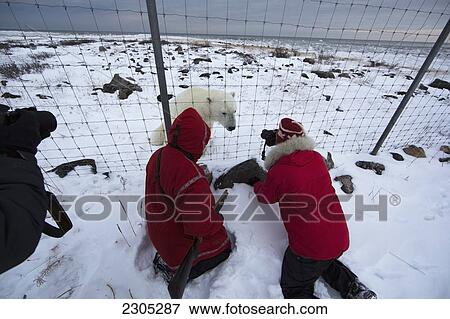 Guide And Tourist Photographing A Polar Bear At Seal River Lodge; Churchill Manitoba Canada View Large Photo Image Stock Photo - Guide And Tourist Photographing A Polar Bear At Seal River Lodge; Churchill Manitoba Canada. Fotosearch